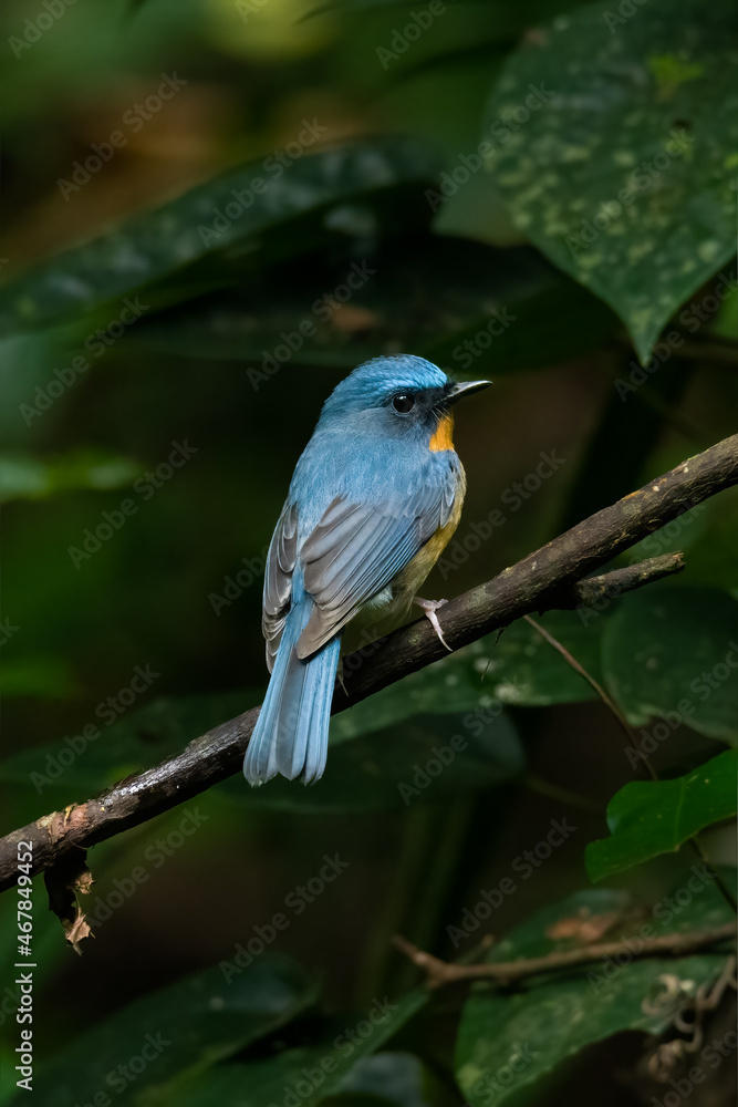 Indochinese Blue Flycatcher perching on a perching