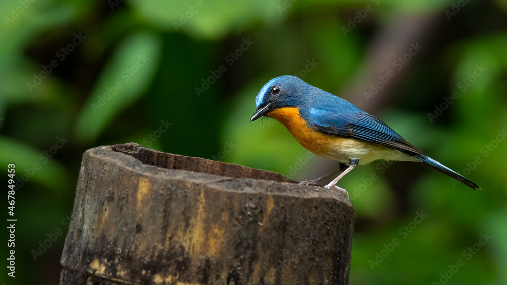 Indochinese Blue Flycatcher perching on bamboo stump Indochinese Blue Flycatcher perching on bamboo stump