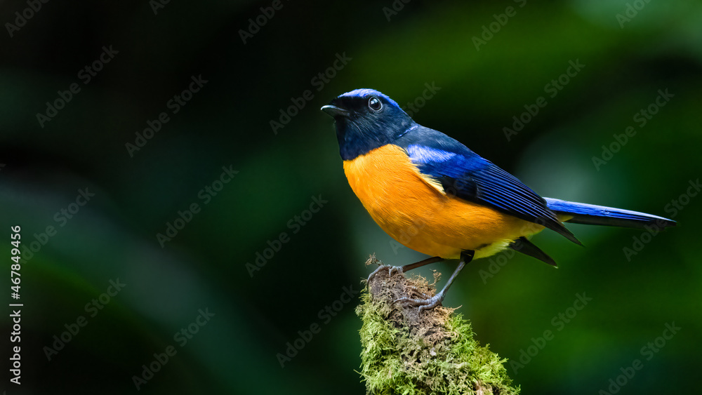 Colorful Rufous-bellied Niltava perching on tree stump