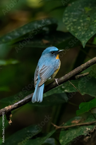 Indochinese Blue Flycatcher perching on a perching © phichak