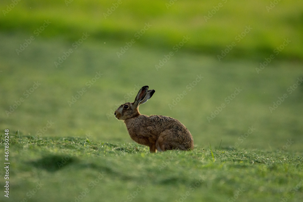 Rabbit sit alone in a green meadow Rabbit sit alone in a green meadow