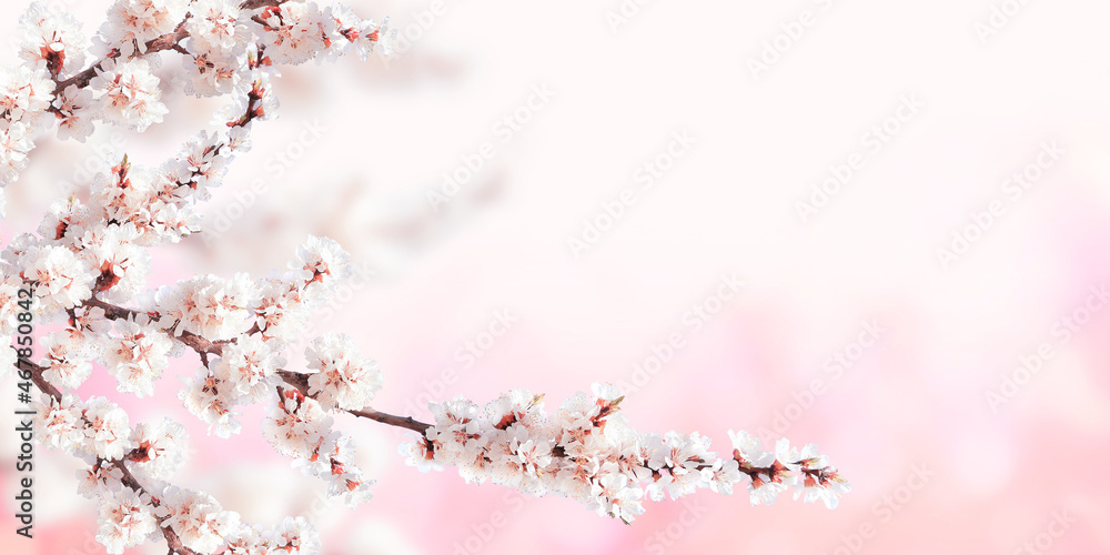 Horizontal banner with sakura flowers of white color on sunny backdrop