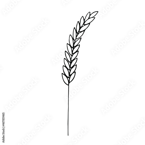 Ear of wheat plant vector illustration, hand drawing doodle