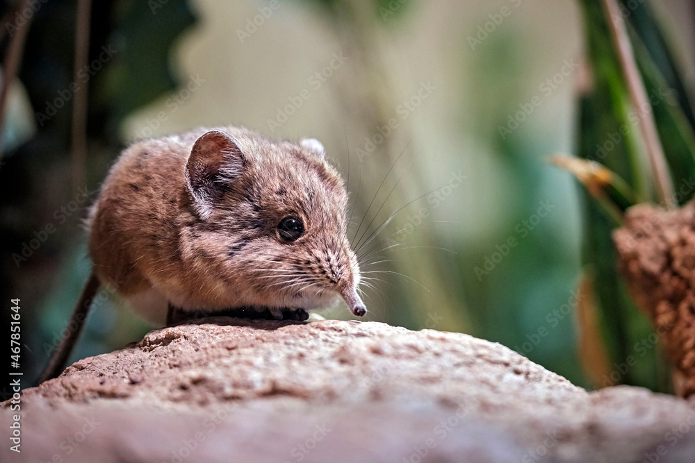 Kurzohrrüsselspringer ( Macroscelides proboscideus ).