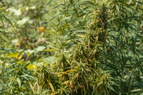 Selected cannabis bush among other vegetation