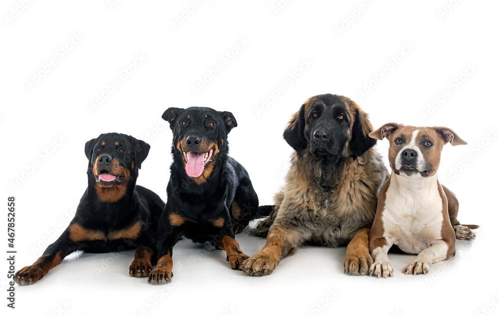 Fototapeta premium large dogs in studio