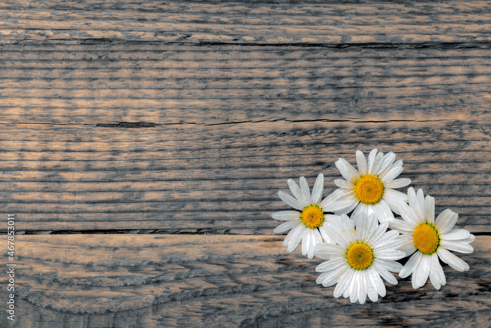 Obraz premium Marguerites on rustic wooden background