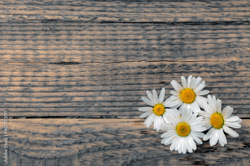 Marguerites on rustic wooden background