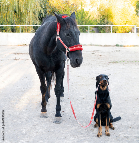 horse and beauceron