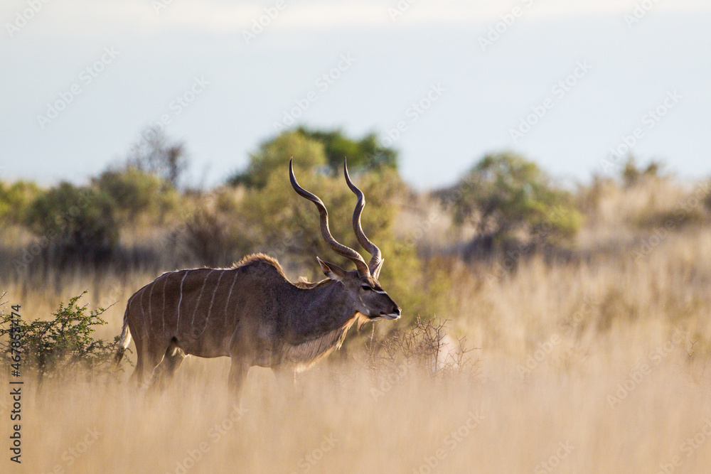 Obraz premium Greater Kudu bull moving through the long Kalahari Desert scrub