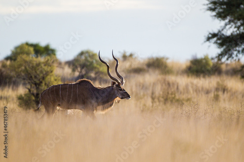 Greater Kudu bull moving through the long Kalahari Desert scrub