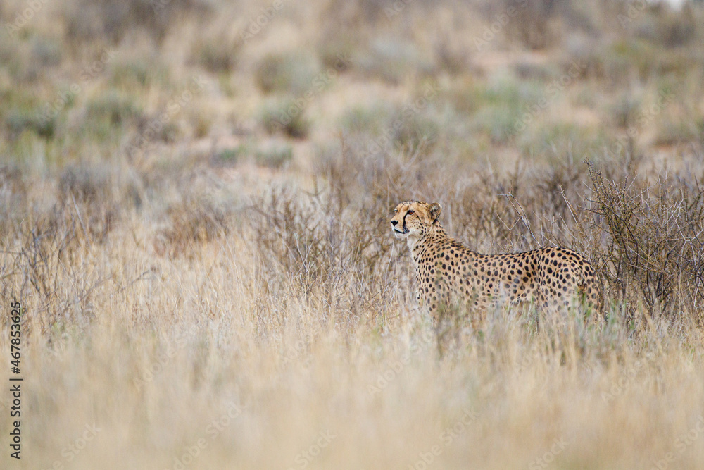 Cheetah hunting in the dry riverbeds of the Kgalagadi Transfrontier Park, South Africa Cheetah hunting in the dry riverbeds of the Kgalagadi Transfrontier Park, South Africa