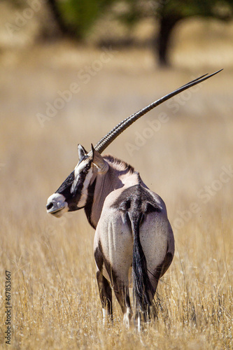 Gemsbok or oryx grazing near a waterhole in the Kalahari desert in South Africa