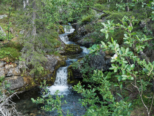 Small cascade, waterfall at creek in the wild beautiful Lapland nature forest landscape with rock, moss and spruce trees. Northern Sweden summer at Sarek at Kungsleden hiking trail.