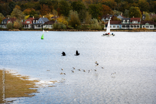 Wallpaper Mural Seagulls and crows on the lake in autumn, near the center park of France  Torontodigital.ca