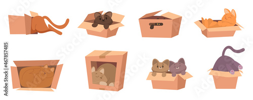 Cat in box. Funny kitty playing and sitting in cardboard box gift with domestic animal package with pets exact vector cartoon illustration