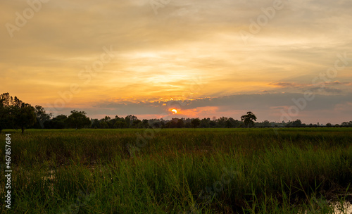 Landscape image in the sunset on the meadow 