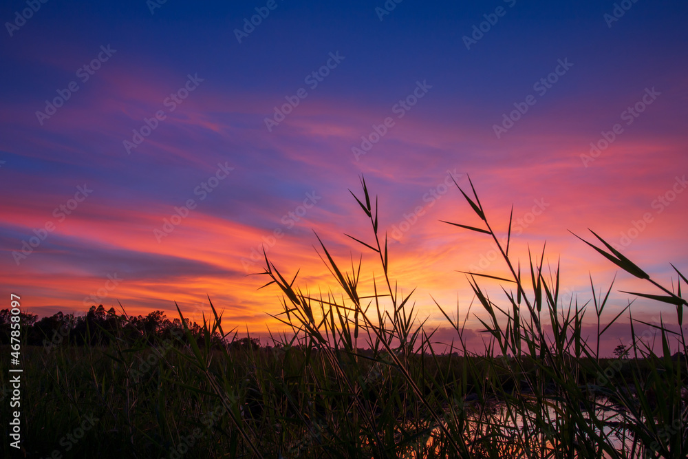 Sunset silhouette landscape The last light on the  the rice field, Kalasin province, Thailand