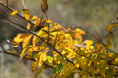 Autumnal yellow american elm leaves closeup view with blurred background