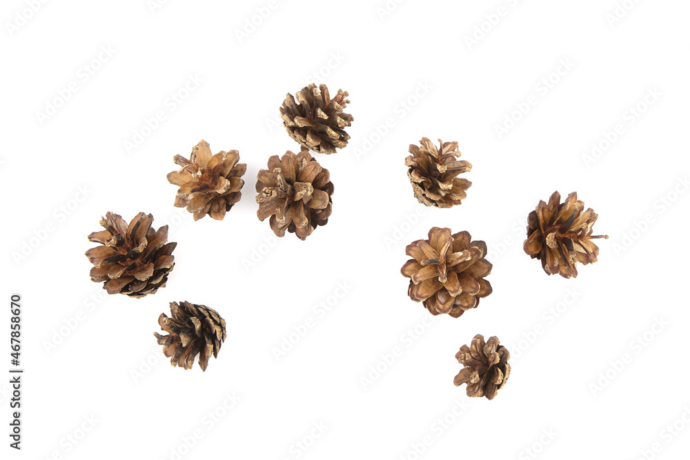 Group of pine cones isolated on white background Group of pine cones isolated on white background