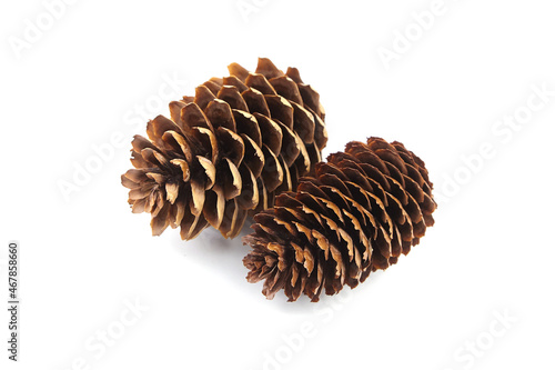 Spruce cones isolated on white background