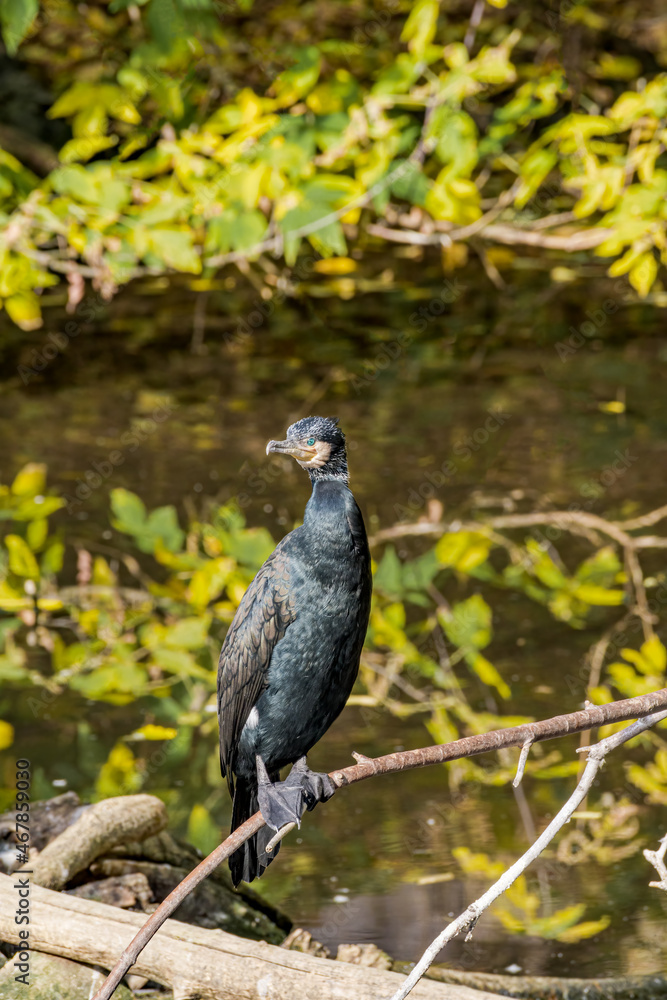 Fototapeta premium Great Cormorant (Phalacrocorax carbo) on pond