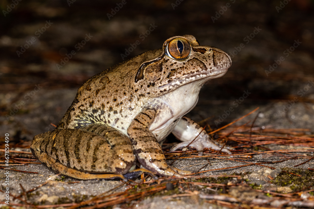 Australian Endangered Giant Barred Frog Australian Endangered Giant Barred Frog