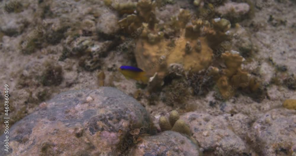 Cocoa Damselfish Swimming Over Coral Reefs Under The Sea. - underwater Cocoa Damselfish Swimming Over Coral Reefs Under The Sea. - underwater