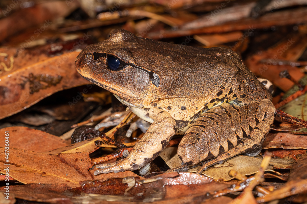 Fototapeta premium Australian Great Barred Frog on the rainforest floor