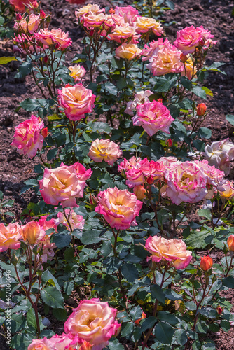 Rose Llko. Diverse, extensive botanical garden. The beauty magic of the roses blossoms. Selected sorts of exquisite roses. Vertical photo