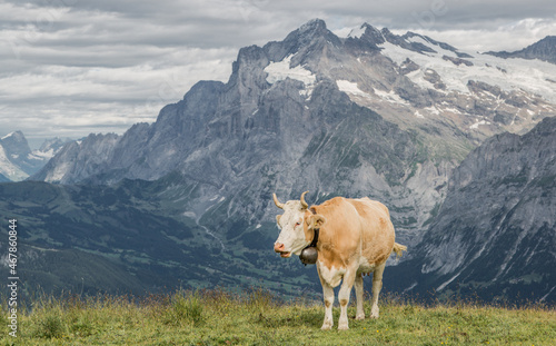 Eine Kuh auf der Wiese in den schneebedeckten Bergen der Schweiz