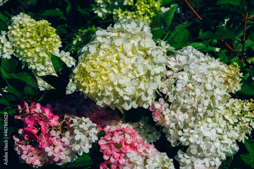 Fotografie Beautiful blooming hydrangea paniculata or Limelight bush with bright pink flowe