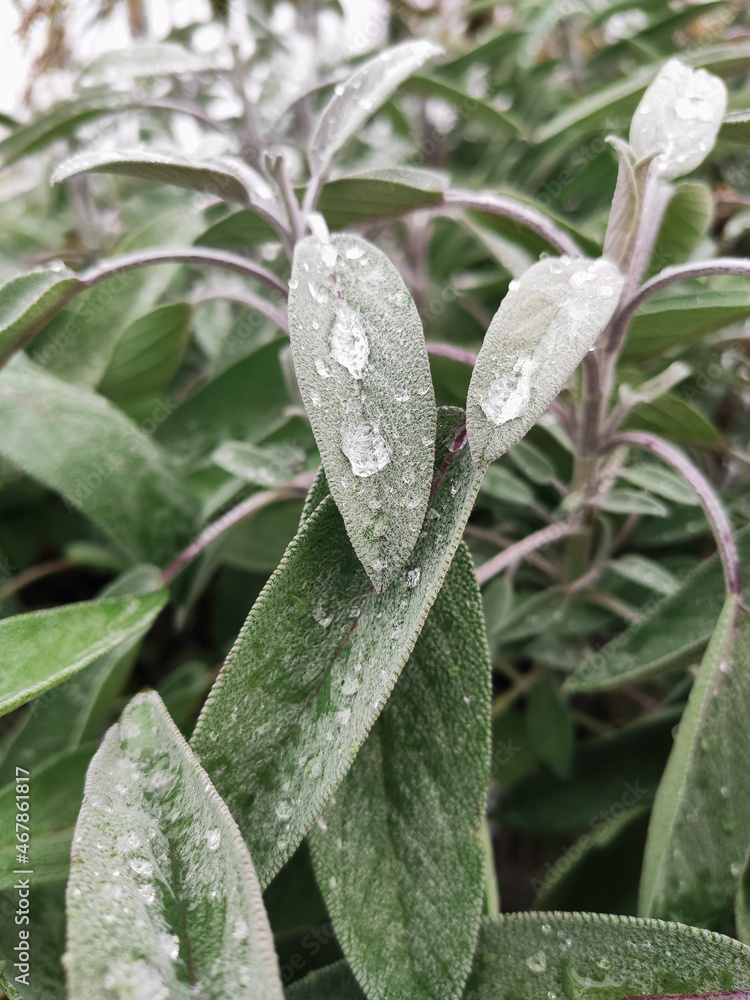 drops of water on green sage leaves drops of water on green sage leaves