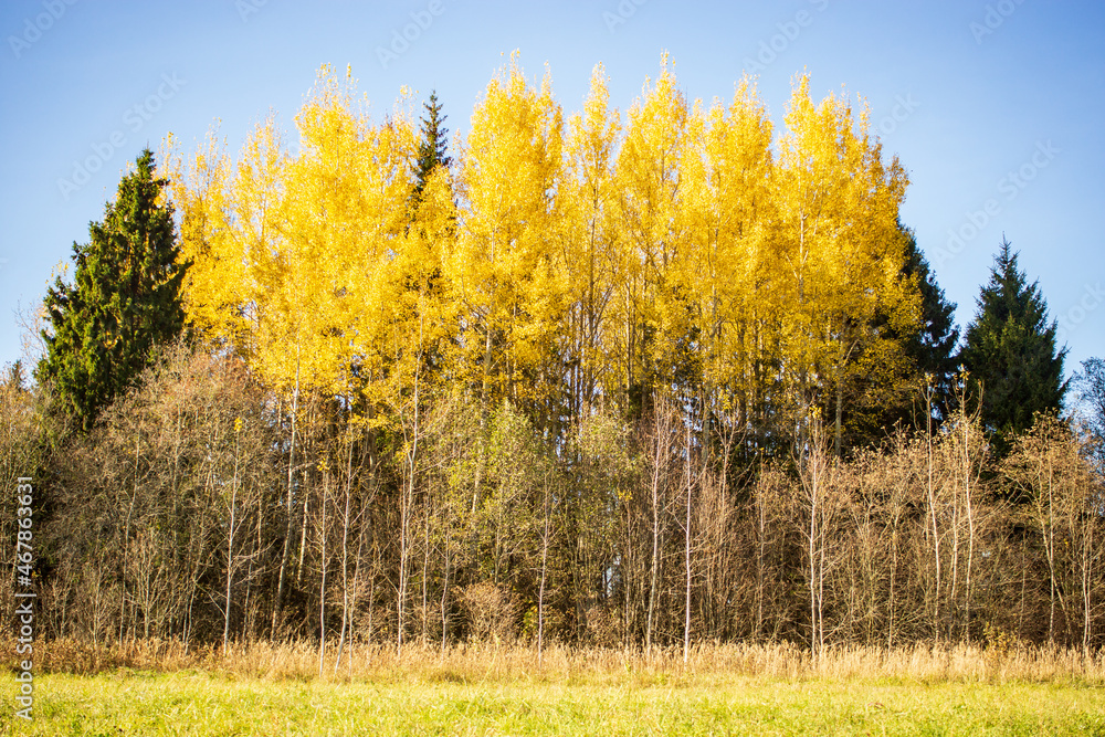 Fototapeta premium Colorful autumn landscape. Forest trees and meadow in warm daylight