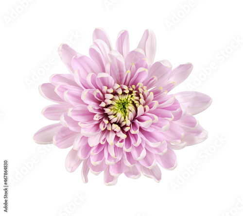 Pink chryzanthemum flower isolated