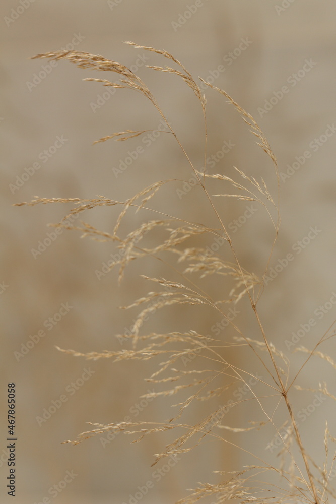 Obraz premium reeds in the snow