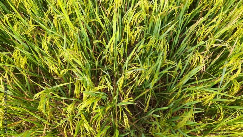 Paddy field in a sunny day. Paddy, Organic Agriculture, Ears Of Rice In The Field. grain in paddy field concept. agricultural land with sown green in countryside. Rice field in India. Paddy field in a sunny day. Paddy, Organic Agriculture, Ears Of Rice In The Field. grain in paddy field concept. agricultural land with sown green in countryside. Rice field in India.