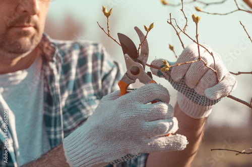 Foto Farmer cutting branches in cherry fruit orchard with pruning shears