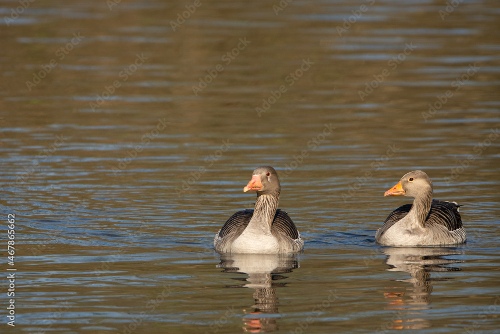 Geese in the pond