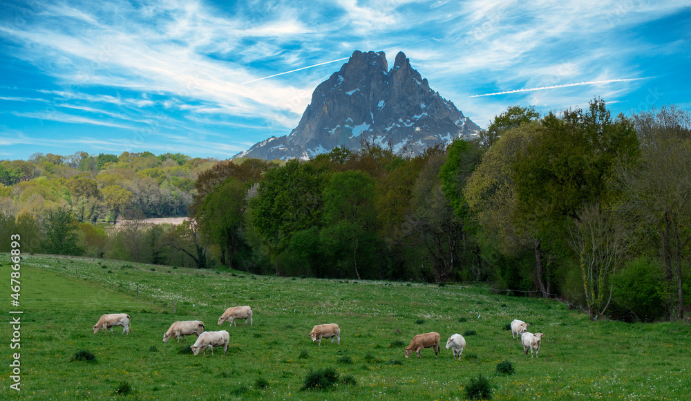 cows with Pic du Midi Ossau  in  french Pyrenees mountains
