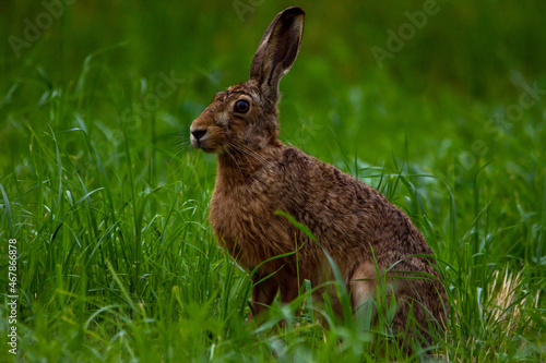 A brown hare sits alone in a meadow and listens © mathias.elle