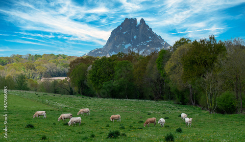 cows with Pic du Midi Ossau in french Pyrenees mountains