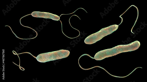 Bacteria Stenotrophomonas maltophilia photo