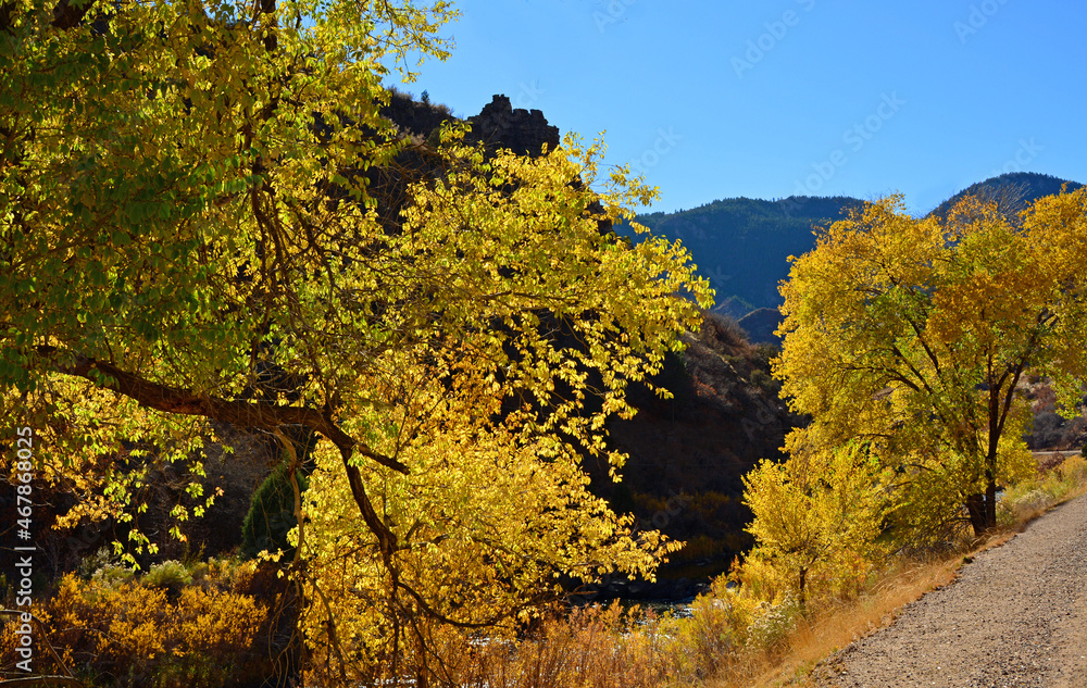 colorful cottonwood trees in autumn with a mountain backdrop along south platte river in waterton canyon in littleton, colorado 