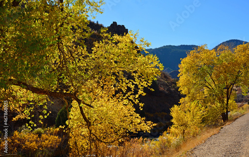 colorful cottonwood trees in autumn with a mountain backdrop along south platte river in waterton canyon in littleton, colorado 