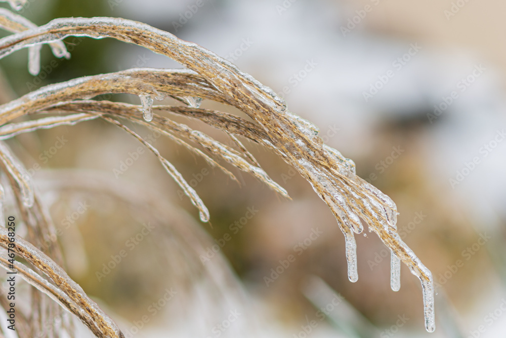 Nach Eisregen mit Eis glasierte Pflanzen, Büsche, Blumen, Zweige und Äste mit blurry Hintergrung. Nach Eisregen mit Eis glasierte Pflanzen, Büsche, Blumen, Zweige und Äste mit blurry Hintergrung.