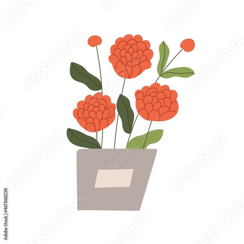 Home chrysanthemum flowers in pot. Blossomed floral plant growing in flowerpo...