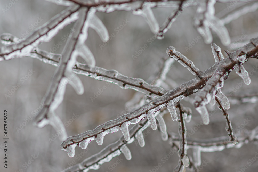 Vom Eisregen mit Eis und Schnee überzogene Pflanze, Blüten, Äste und Zweige. Vom Eisregen mit Eis und Schnee überzogene Pflanze, Blüten, Äste und Zweige.