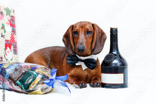 New year Christmas dachshund dog with tie