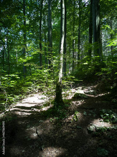 footpath in the forest